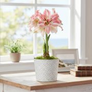 Blushing Romance First Love Potted Amaryllis Bulb Thumb