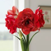 Vibrant Awakening Cherry Nymph Potted Amaryllis Bulb Alternate Image 1