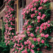 Zephirine Drouhin Climbing Rose Thumb