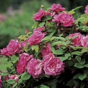 Zephirine Drouhin Climbing Rose Alternate Image 1
