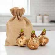 Grow Your Own Apple Blossom Amaryllis Bulbs Thumb