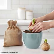 Grow Your Own Apple Blossom Amaryllis Bulbs Alternate Image 1