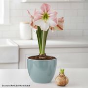 Grow Your Own Apple Blossom Amaryllis Bulbs Alternate Image 2