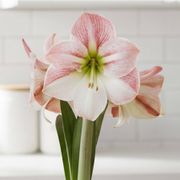 Grow Your Own Apple Blossom Amaryllis Bulbs Alternate Image 3