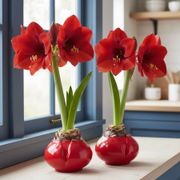 Naturally Not Quite Perfect Waxed Amaryllis Duo Alternate Image 2