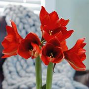 White and Gray Dipped Waxed Amaryllis Alternate Image 1