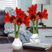 White and Gray Swirled Waxed Amaryllis Alternate Image 2