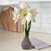 Lavender Coated Waxed Amaryllis Thumb