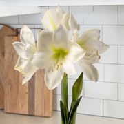 Lavender Coated Waxed Amaryllis Alternate Image 1