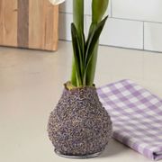 Lavender Coated Waxed Amaryllis Alternate Image 2