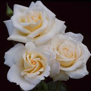 Whisper Hybrid Tea Rose Alternate Image 1
