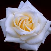 Whisper Hybrid Tea Rose Alternate Image 2