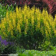 Baptisia Decadence&reg; 'Lemon Meringue' False Indigo Thumb