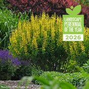 Baptisia Decadence&reg; 'Lemon Meringue' False Indigo Alternate Image 2