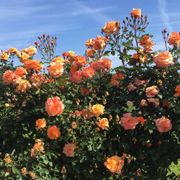 Tangerine Skies&trade;Arborose&reg; Climbing Rose Alternate Image 1