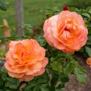 Tangerine Skies&trade;Arborose&reg; Climbing Rose Alternate Image 2