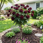 Black Baccara&reg; 36-Inch Patio Tree Rose Alternate Image 2