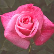 Fragrant Memory Hybrid Tea Rose Thumb