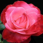 Milestone Hybrid Tea Rose Thumb