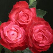 Milestone Hybrid Tea Rose Alternate Image 1