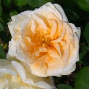 Lady Hillingdon Tea Rose Alternate Image 1