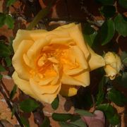 Lady Hillingdon Tea Rose Alternate Image 2