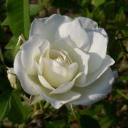 Lamarque Noisette Rose Thumb