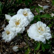 Lamarque Noisette Rose Alternate Image 1