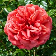 Monsieur Tillier Tea Rose Thumb