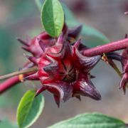 Hibiscus Roselle Organic Florida Cranberry Thumb