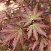 Acer Hot Chana&trade; Japanese Maple Alternate Image 1