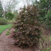 Acer Hot Chana&trade; Japanese Maple Alternate Image 2