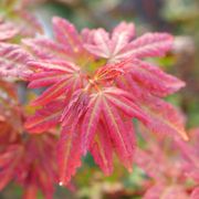 Acer Hot Chana&trade; Japanese Maple Alternate Image 3