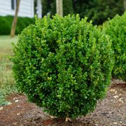 Buxus NewGen Freedom&reg; Boxwood Thumb