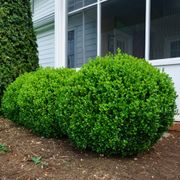 Buxus NewGen Freedom&reg; Boxwood Alternate Image 1