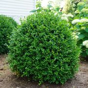 Buxus NewGen Independence&reg; Boxwood Thumb