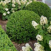 Buxus NewGen Independence&reg; Boxwood Alternate Image 2