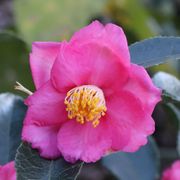 Camellia Warm Hearted&reg; Pink Alternate Image 2