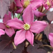 Clematis Moongate Mocha&trade; Alternate Image 1