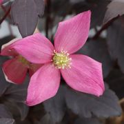Clematis Moongate Mocha&trade; Alternate Image 2