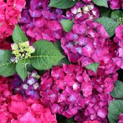 Hydrangea Wee Bit Giddy&reg; Bigleaf Hydrangea Alternate Image 1