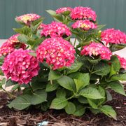 Hydrangea Wee Bit Giddy&reg; Bigleaf Hydrangea Alternate Image 2