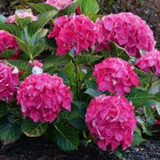 Hydrangea Wee Bit Giddy&reg; Bigleaf Hydrangea Alternate Image 3