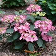 Hydrangea Let's Dance Hot Stepper&reg; Bigleaf Hydrangea Alternate Image 1