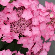 Hydrangea Let's Dance Hot Stepper&reg; Bigleaf Hydrangea Alternate Image 2