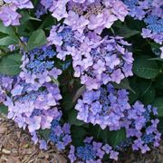Hydrangea Let's Dance Can do!&reg; Reblooming Mountain Hydrangea Alternate Image 1