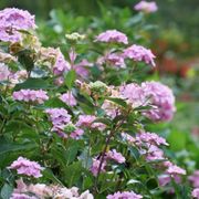 Hydrangea Let's Dance Can do!&reg; Reblooming Mountain Hydrangea Alternate Image 2