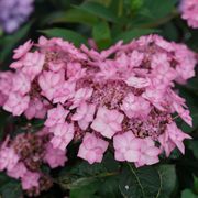 Hydrangea Let's Dance Can do!&reg; Reblooming Mountain Hydrangea Alternate Image 3