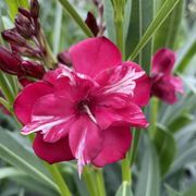 Nerium Ole!&reg; Bicolor Red Oleander Alternate Image 2