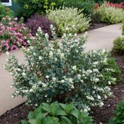 Symphoricarpos Proud Berry&reg; Pearl Snowberry Alternate Image 1